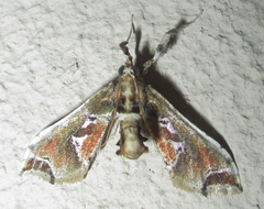 Leucinodes laisalis