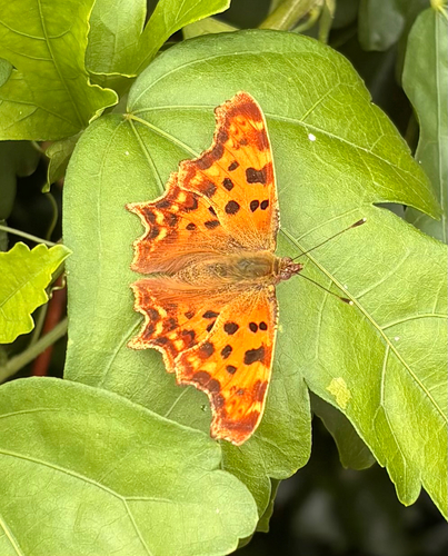European Comma