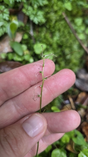 Chionographis koidzumiana iNat (3)