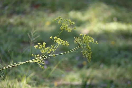 Image of Notobubon ferulaceum by (c) Karen Eichholz, some rights reserved (CC BY)