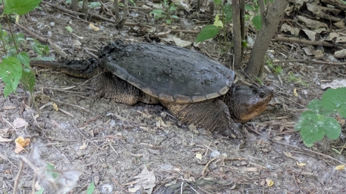 Snapping Turtle