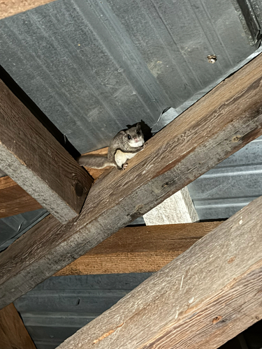 Southern Flying Squirrel observed by marlee54