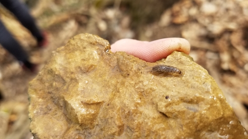 Asellidae