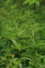 Lysimachia davurica