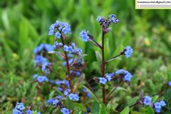 Cynoglossum wallichii