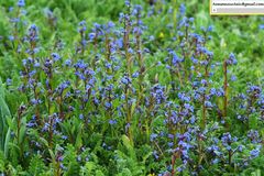 Cynoglossum wallichii