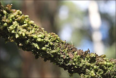 Frullania clavata