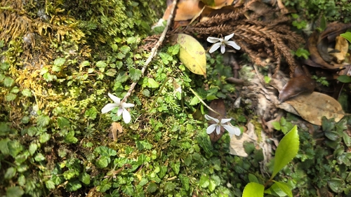 Viola iwagawae iNat (1)