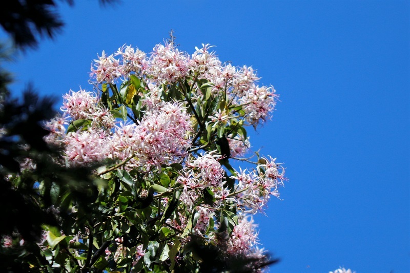 Calodendrum