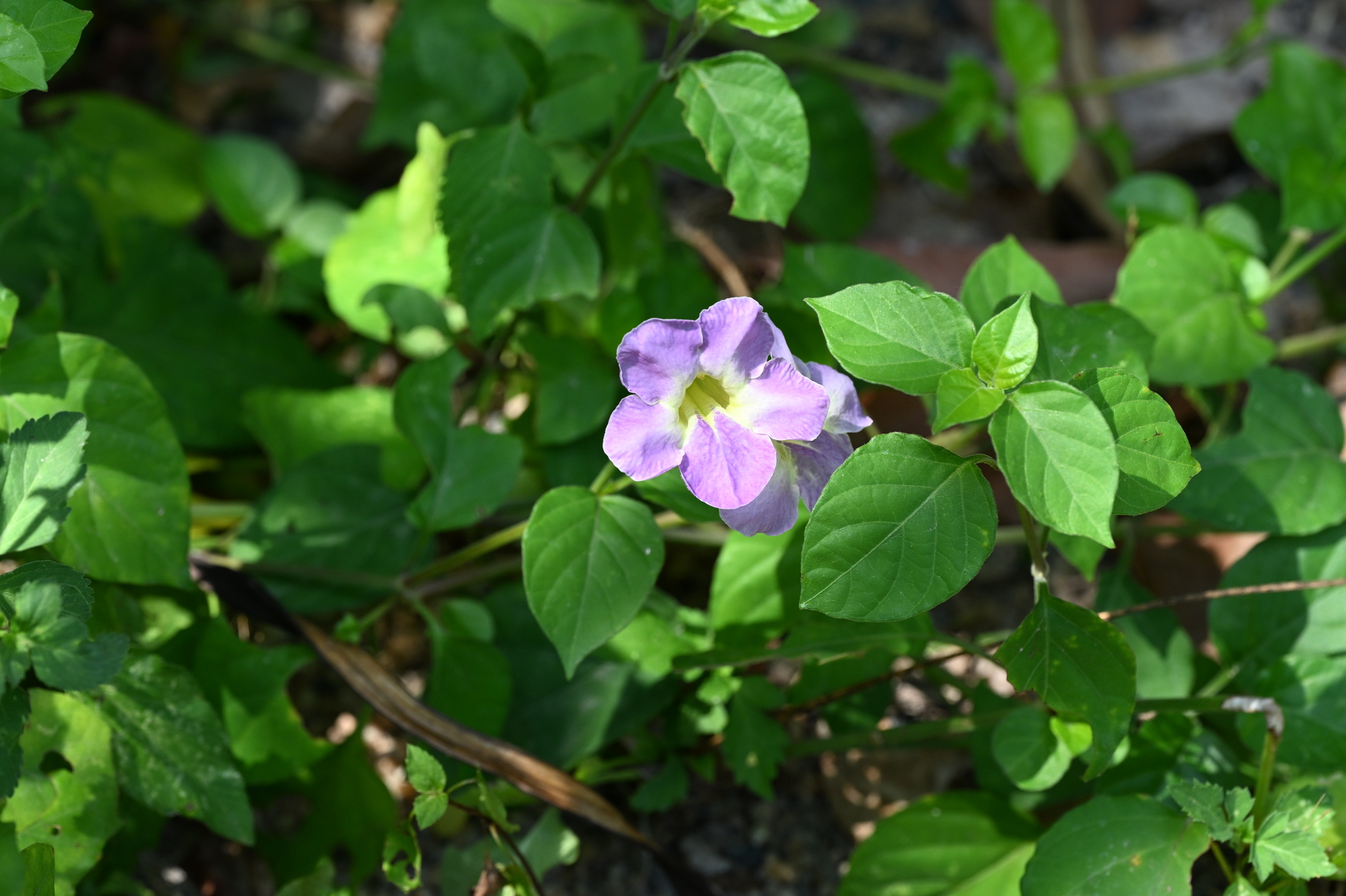 Asystasia gangetica — ảnh 3