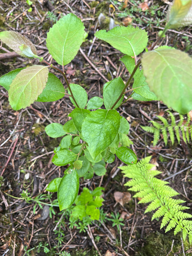 goat willow