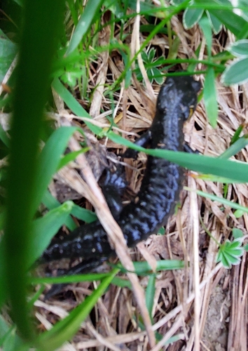 Alpine Salamander