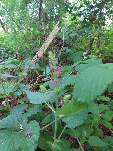 hedge woundwort