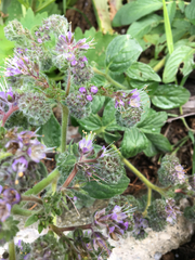 Phacelia tanacetifolia