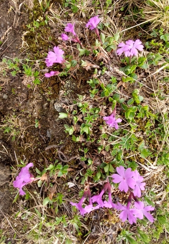 Entire-leaved Primrose
