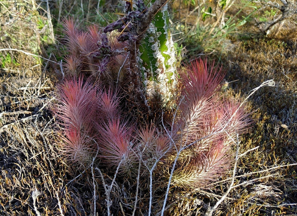 Tillandsia andreana; photograph Laurimar Sepulveda, CC BY, iNaturalist via GBIF