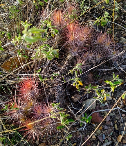 Tillandsia andreana, photograph 1