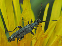 Oedemera virescens