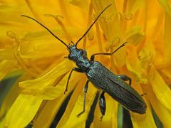 Oedemera virescens