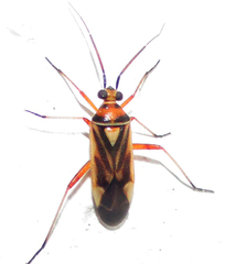 Stenotus transvaalensis