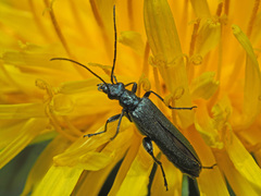 Oedemera virescens
