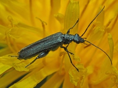 Oedemera virescens