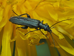 Oedemera virescens