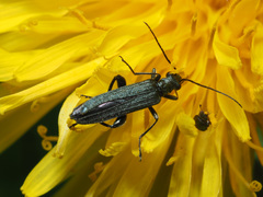 Oedemera virescens