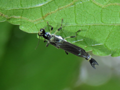 Ichthyurus nigripennis