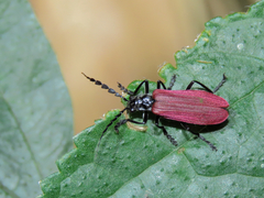 Lycocerus nigricollis