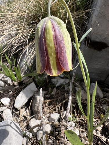 Fritillaria messanensis, photograph 4