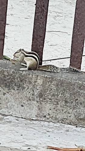 Five-striped Palm Squirrel