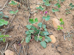 Pelargonium rodneyanum