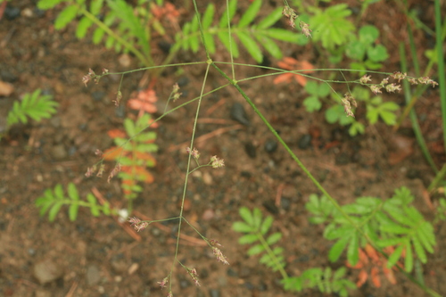 Poa subfastigiata