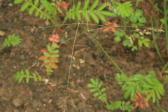 Poa subfastigiata