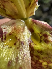 Fritillaria messanensis, photograph author not stated, no rights reserved