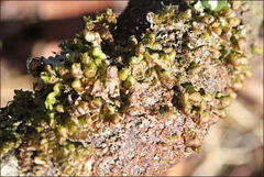 Frullania clavata