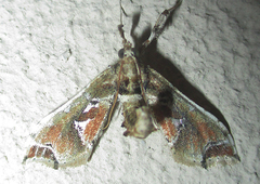 Leucinodes laisalis