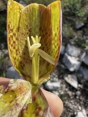 Fritillaria messanensis, photograph author not stated, no rights reserved