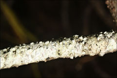 Pertusaria pertractata