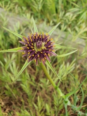 Tragopogon porrifolius porrifolius