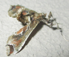 Leucinodes laisalis