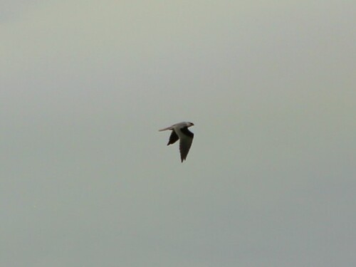 Black-shouldered Kite