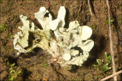 Ramalina inflata