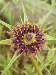 Tragopogon porrifolius porrifolius