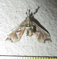 Leucinodes laisalis