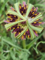 Tragopogon porrifolius porrifolius