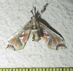 Leucinodes laisalis