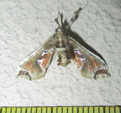 Leucinodes laisalis