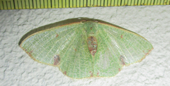Celidomphax quadrimacula